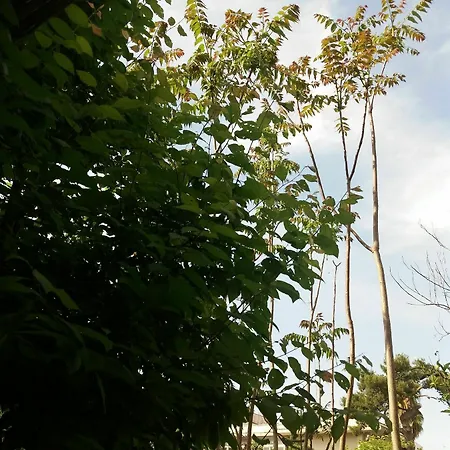 Alojamento de Acomodação e Pequeno-almoço Il Giardino Delle Margherite