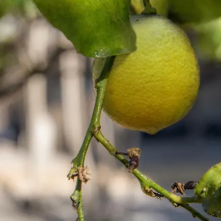 Il Giardino Delle Margherite