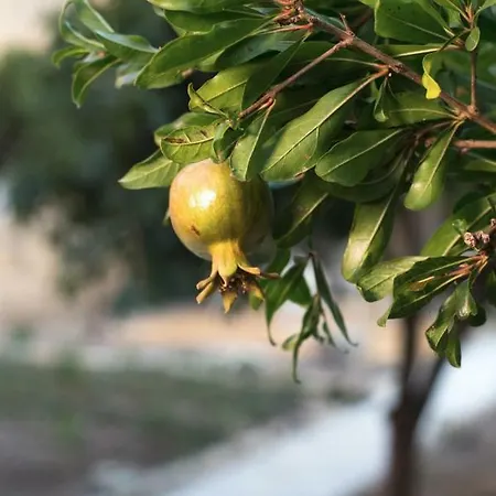 Alojamento de Acomodação e Pequeno-almoço Il Giardino Delle Margherite 4*