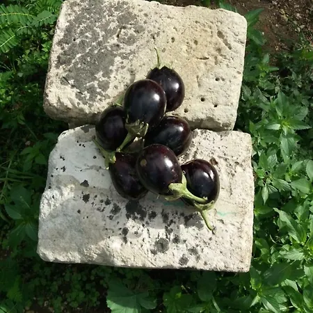 Il Giardino Delle Margherite Alojamento de Acomodação e Pequeno-almoço 4*