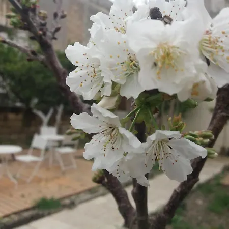 Alojamento de Acomodação e Pequeno-almoço Il Giardino Delle Margherite Lecce