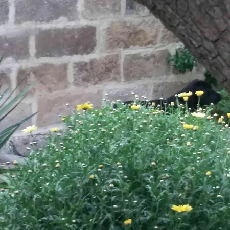 Bed and breakfast Il Giardino Delle Margherite Lecce